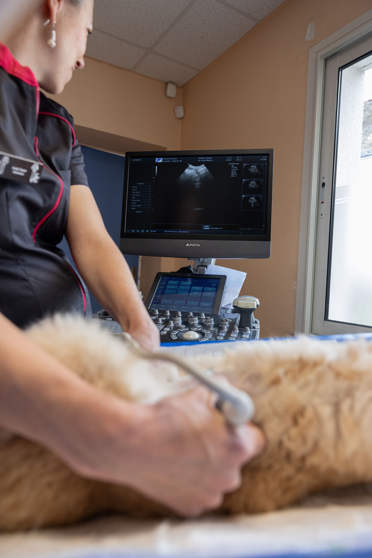 Veterinarian performing an ultrasound on a patient