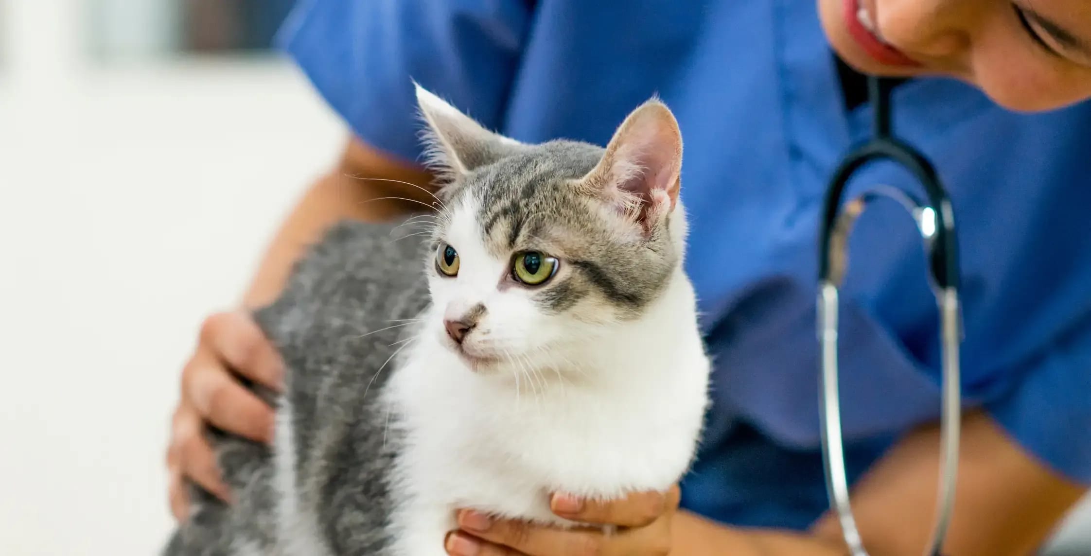 Vet with a Cat